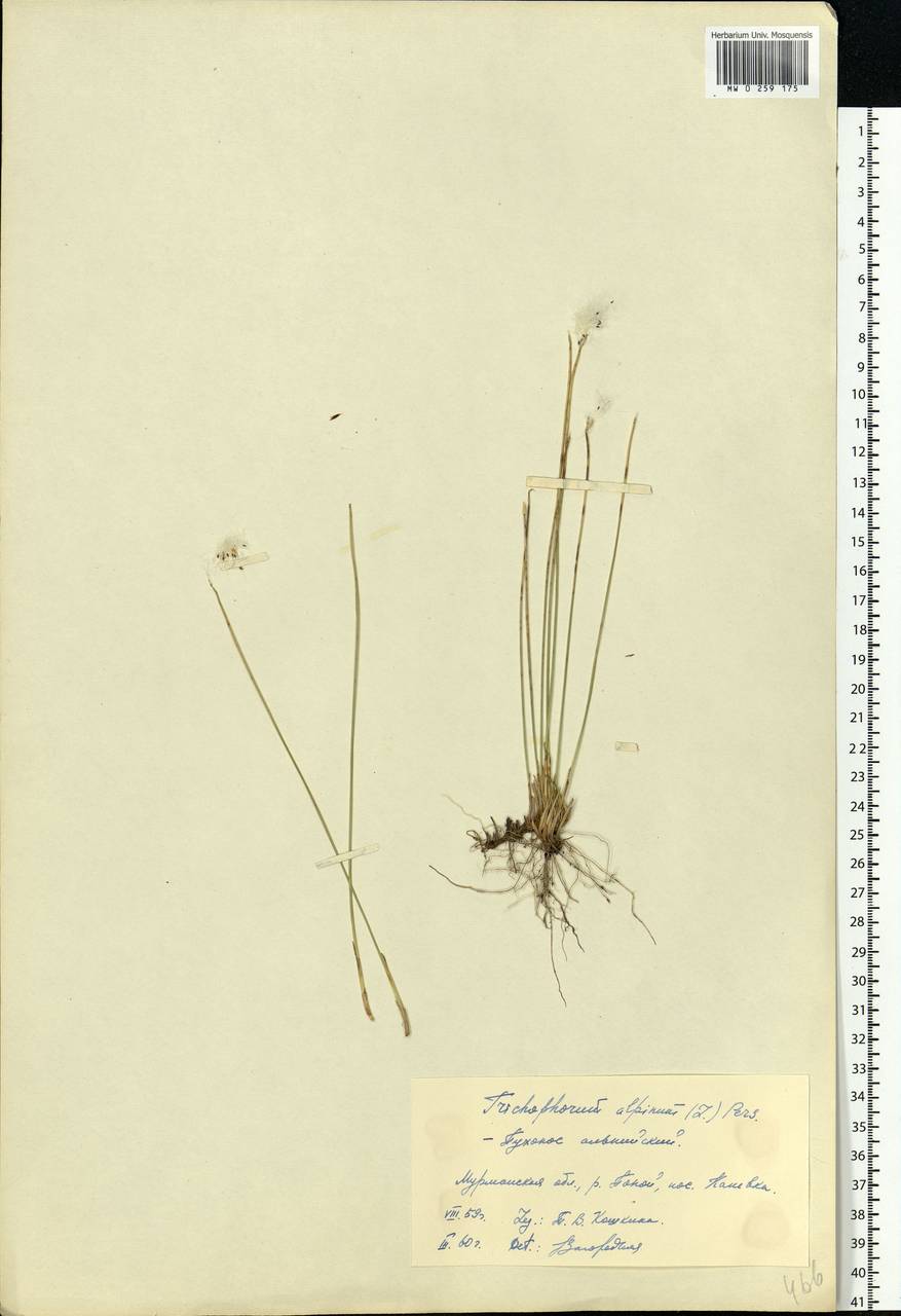 Trichophorum alpinum (L.) Pers., Eastern Europe, Northern region (E1) (Russia)