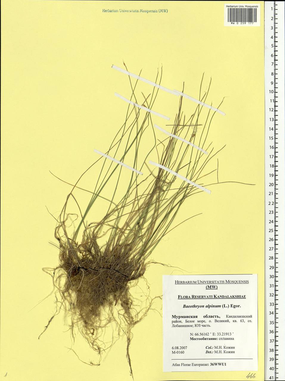 Trichophorum alpinum (L.) Pers., Eastern Europe, Northern region (E1) (Russia)