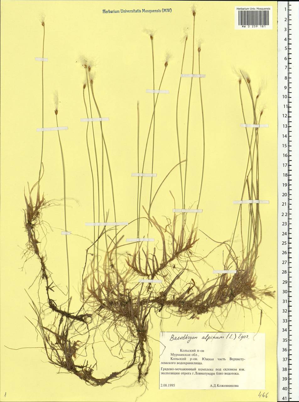 Trichophorum alpinum (L.) Pers., Eastern Europe, Northern region (E1) (Russia)