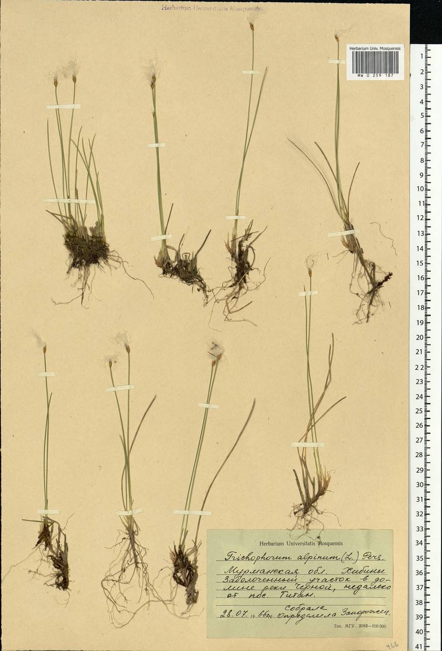 Trichophorum alpinum (L.) Pers., Eastern Europe, Northern region (E1) (Russia)