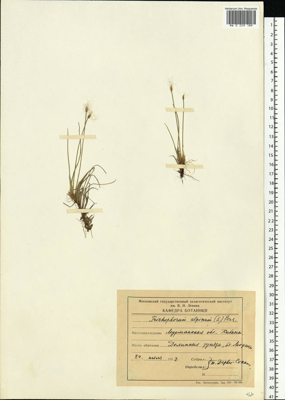 Trichophorum alpinum (L.) Pers., Eastern Europe, Northern region (E1) (Russia)