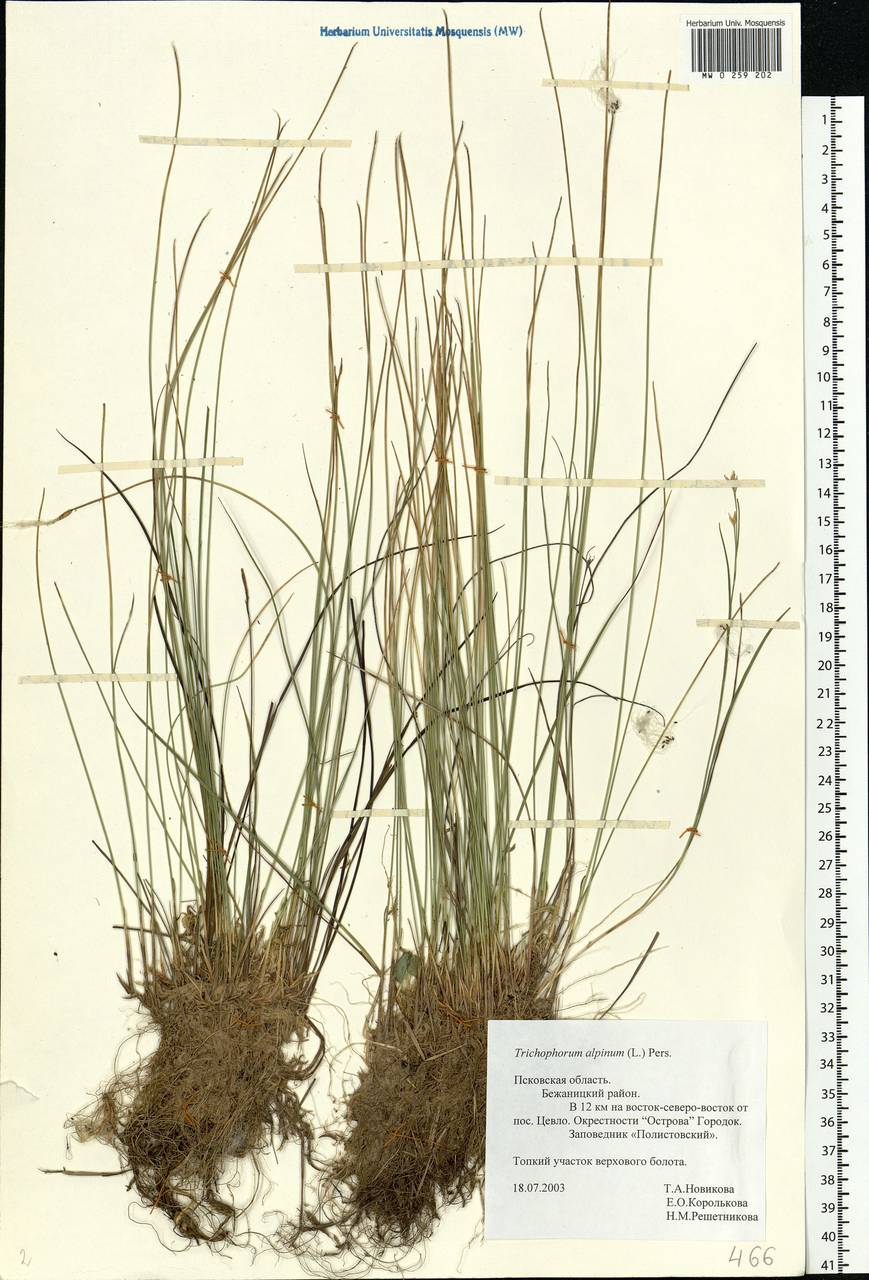 Trichophorum alpinum (L.) Pers., Eastern Europe, North-Western region (E2) (Russia)