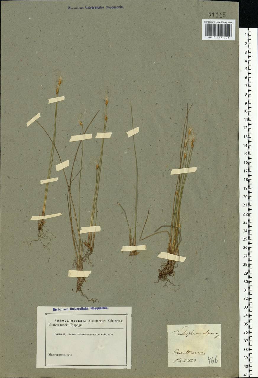 Trichophorum alpinum (L.) Pers., Eastern Europe, North-Western region (E2) (Russia)