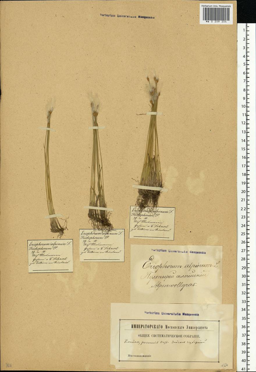 Trichophorum alpinum (L.) Pers., Eastern Europe, Latvia (E2b) (Latvia)