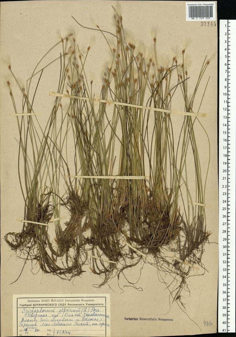 Trichophorum alpinum (L.) Pers., Eastern Europe, North-Western region (E2) (Russia)