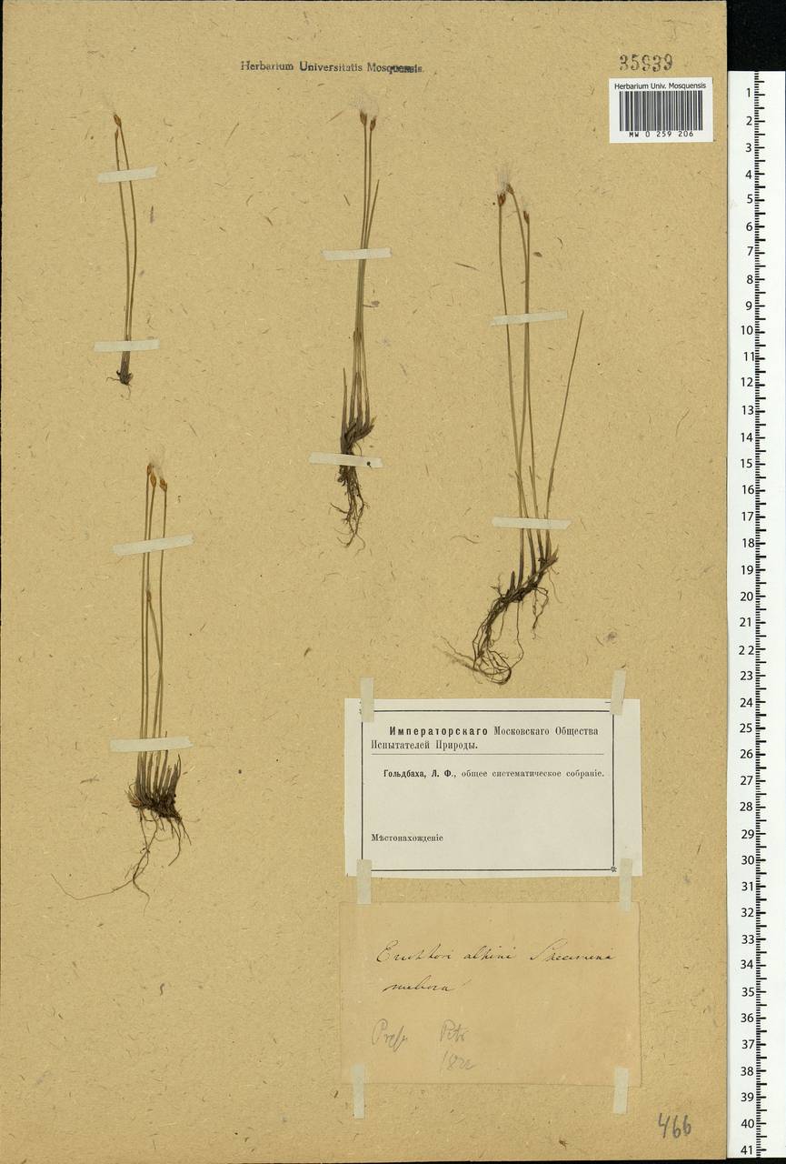 Trichophorum alpinum (L.) Pers., Eastern Europe, North-Western region (E2) (Russia)