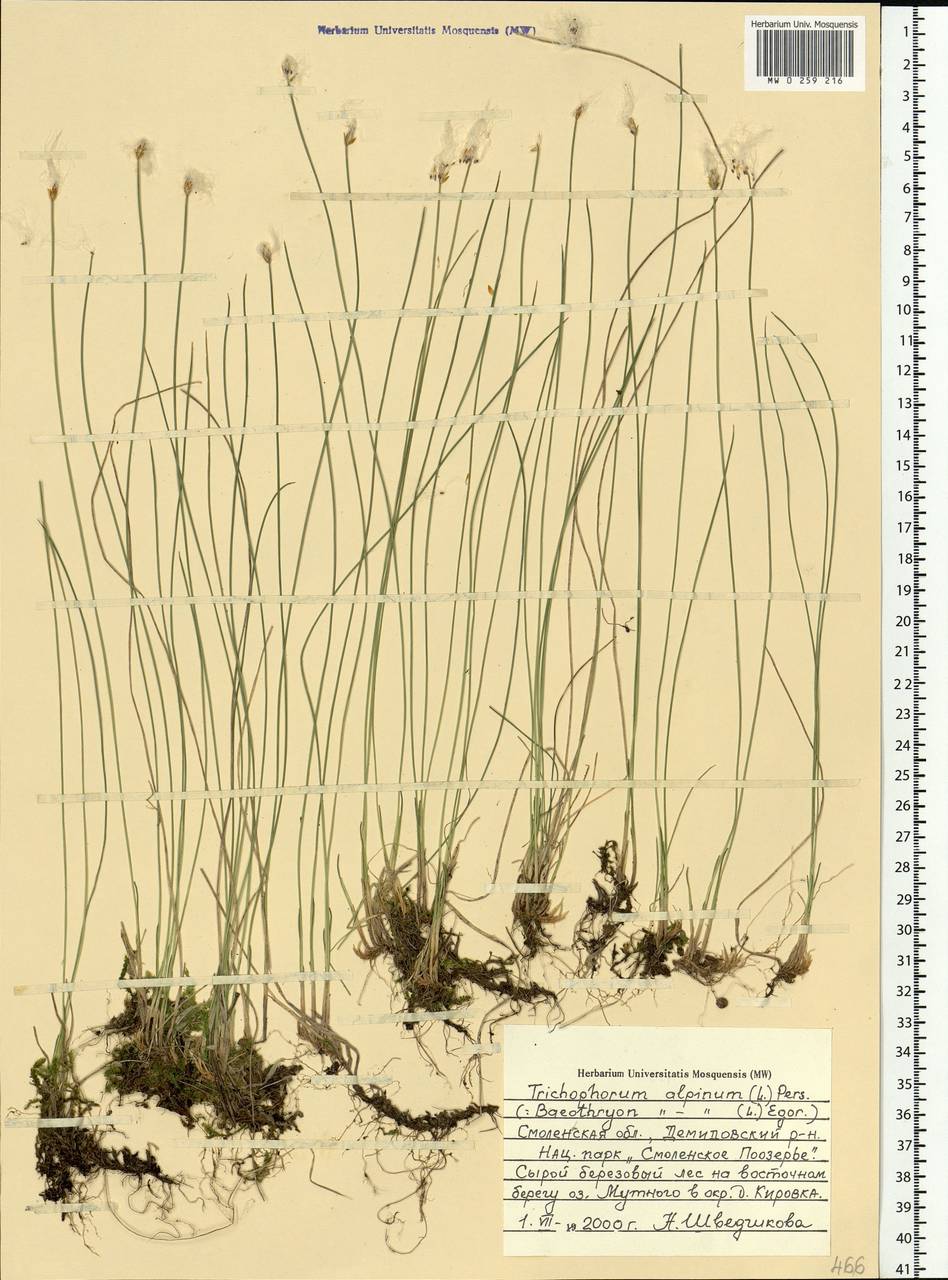 Trichophorum alpinum (L.) Pers., Eastern Europe, Western region (E3) (Russia)