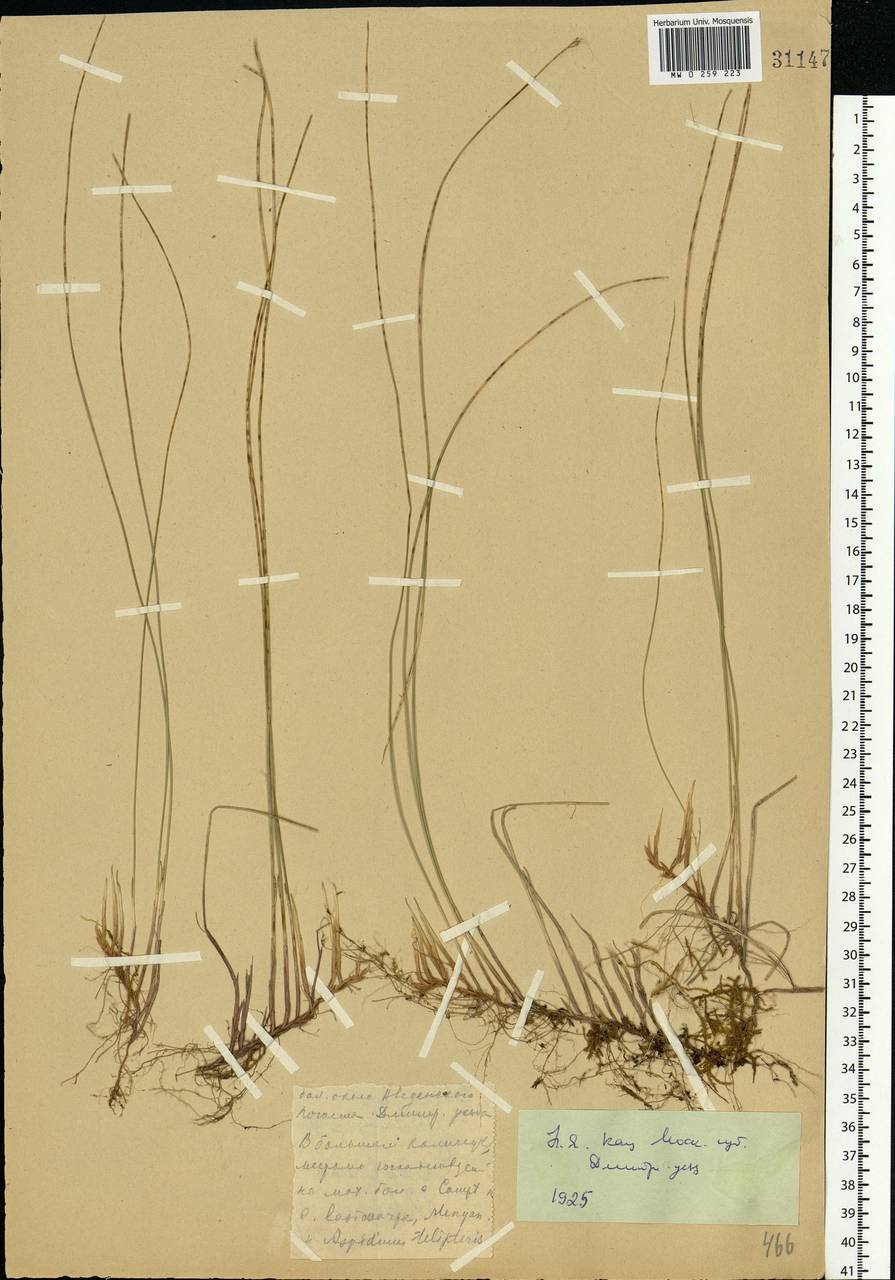 Trichophorum alpinum (L.) Pers., Eastern Europe, Moscow region (E4a) (Russia)