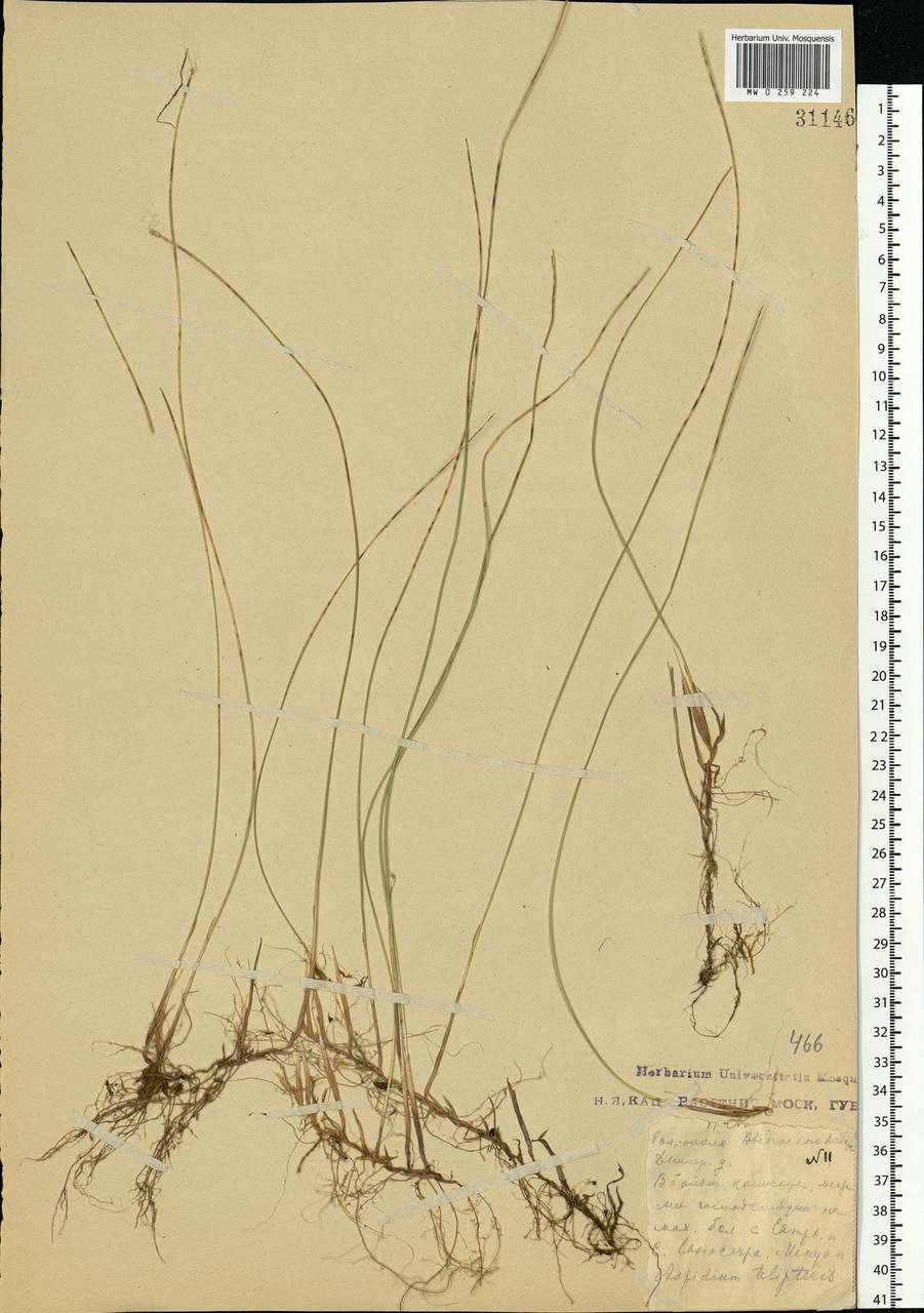 Trichophorum alpinum (L.) Pers., Eastern Europe, Moscow region (E4a) (Russia)