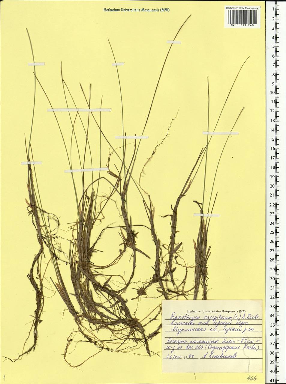 Trichophorum cespitosum (L.) Hartm., Eastern Europe, Northern region (E1) (Russia)