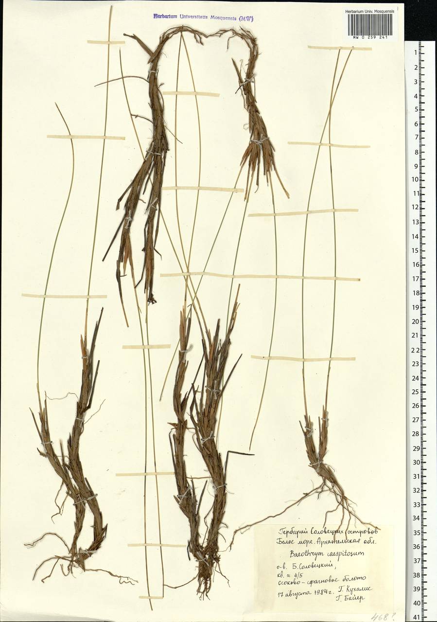 Trichophorum cespitosum (L.) Hartm., Eastern Europe, Northern region (E1) (Russia)