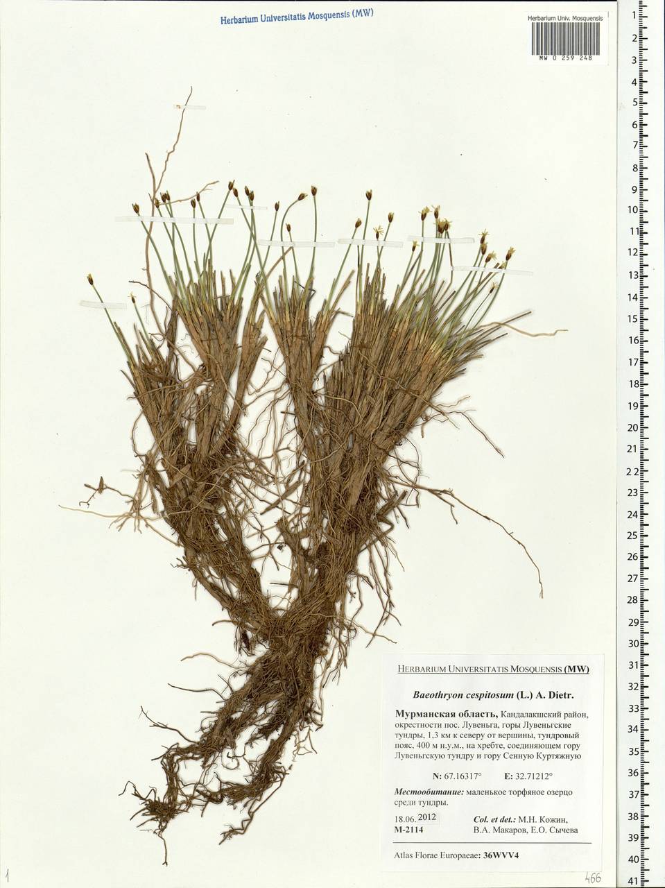 Trichophorum cespitosum (L.) Hartm., Eastern Europe, Northern region (E1) (Russia)