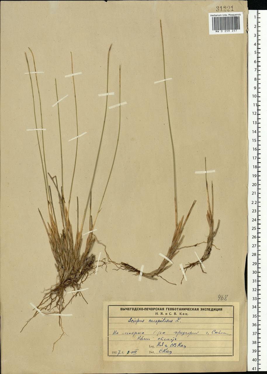 Trichophorum cespitosum (L.) Hartm., Eastern Europe, Northern region (E1) (Russia)