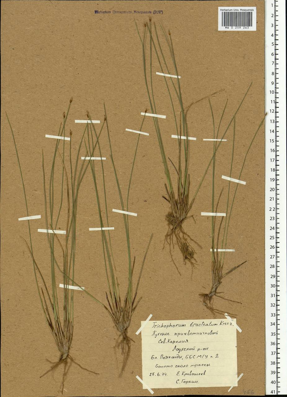 Trichophorum cespitosum (L.) Hartm., Eastern Europe, Northern region (E1) (Russia)