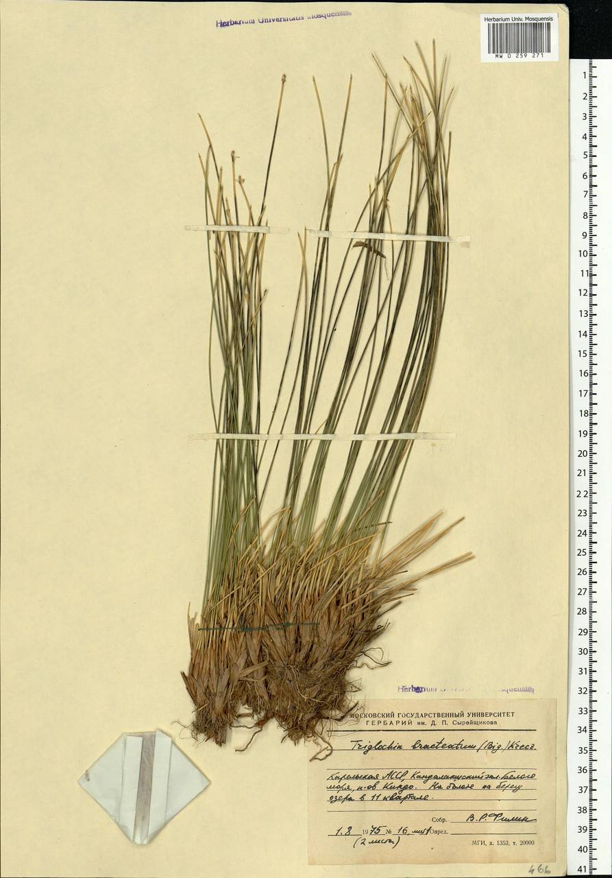 Trichophorum cespitosum (L.) Hartm., Eastern Europe, Northern region (E1) (Russia)