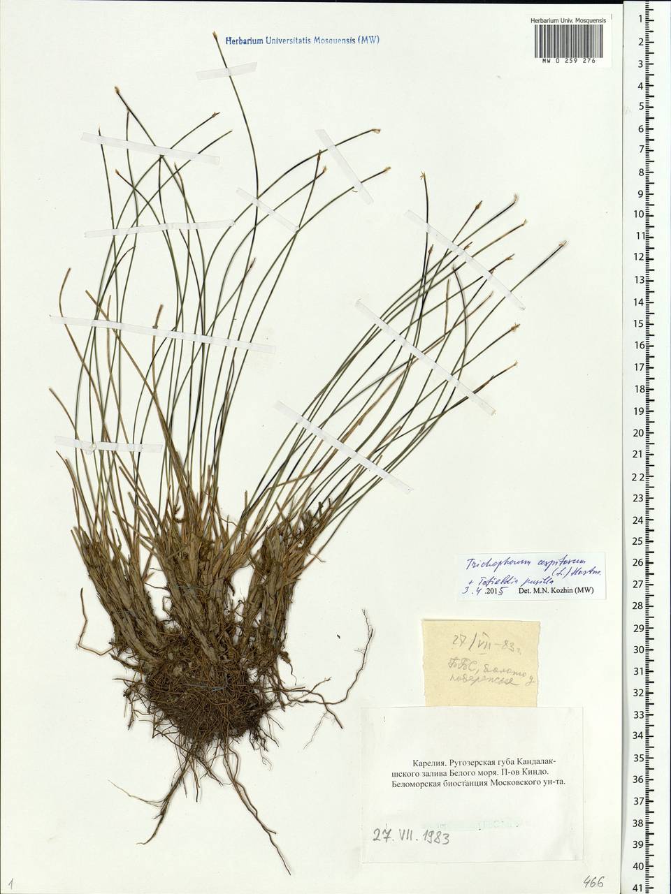 Trichophorum cespitosum (L.) Hartm., Eastern Europe, Northern region (E1) (Russia)