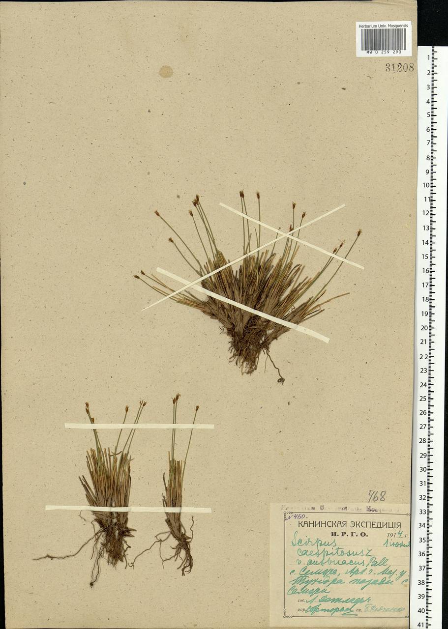 Trichophorum cespitosum (L.) Hartm., Eastern Europe, Northern region (E1) (Russia)