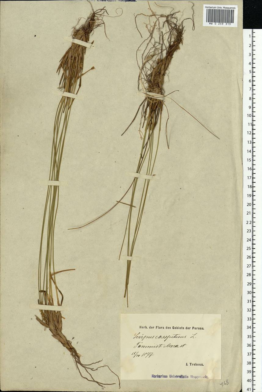 Trichophorum cespitosum (L.) Hartm., Eastern Europe, Estonia (E2c) (Estonia)