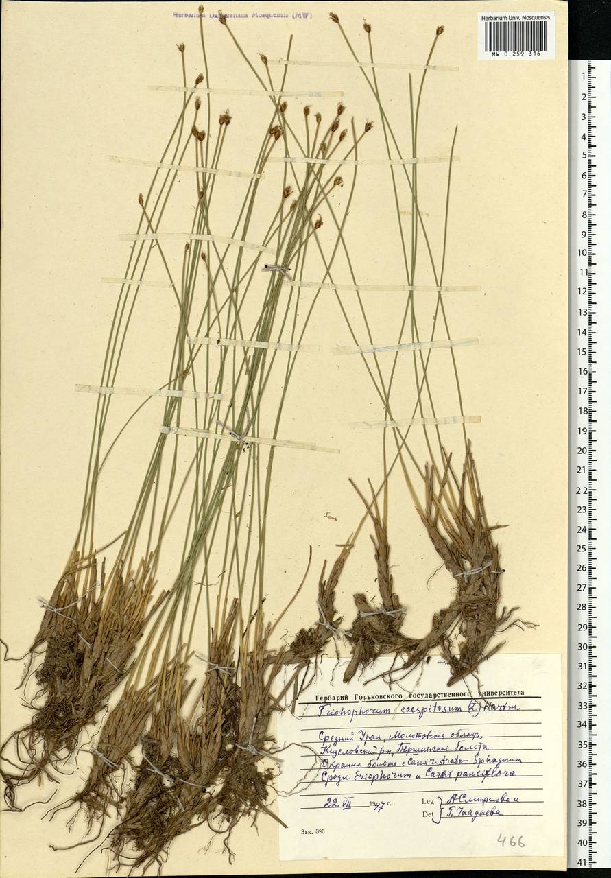 Trichophorum cespitosum (L.) Hartm., Eastern Europe, Eastern region (E10) (Russia)