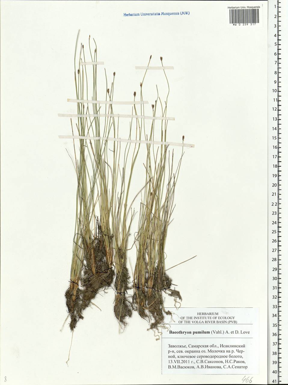 Trichophorum pumilum (Vahl) Schinz & Thell., Eastern Europe, Middle Volga region (E8) (Russia)