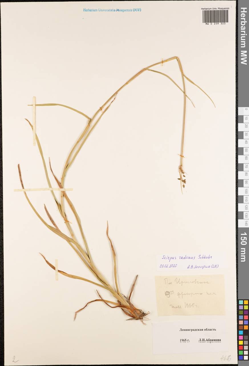 Scirpus radicans Schkuhr, Eastern Europe, North-Western region (E2) (Russia)