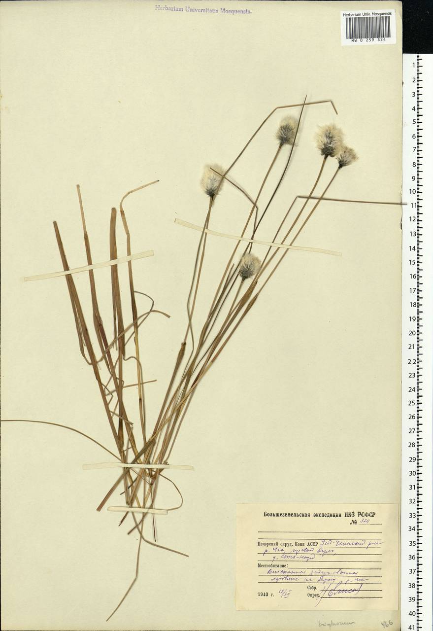 Eriophorum, Eastern Europe, Northern region (E1) (Russia)