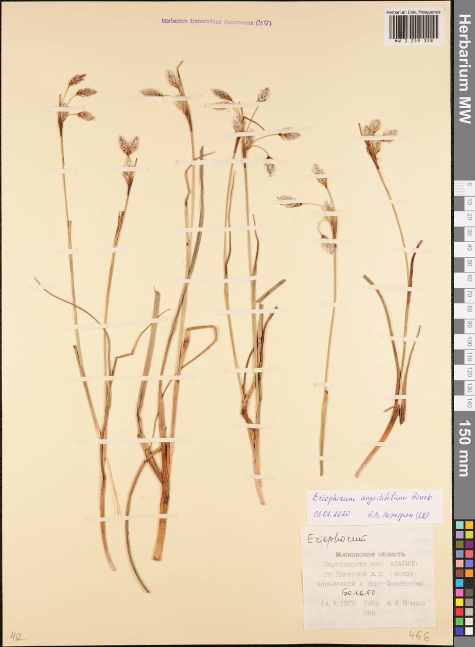 Eriophorum angustifolium Honck., Eastern Europe, Moscow region (E4a) (Russia)