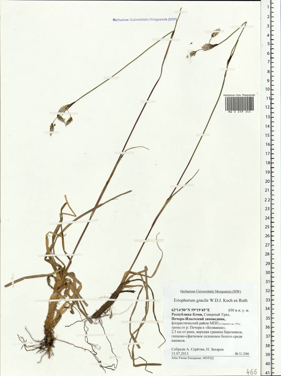 Eriophorum gracile Koch, Eastern Europe, Northern region (E1) (Russia)