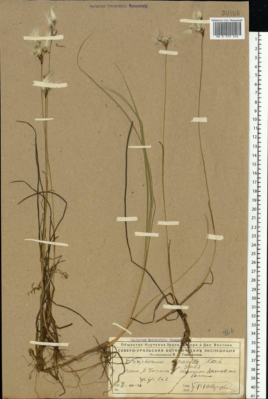 Eriophorum gracile Koch, Eastern Europe, Northern region (E1) (Russia)