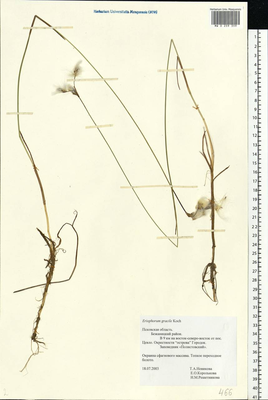 Eriophorum gracile Koch, Eastern Europe, North-Western region (E2) (Russia)