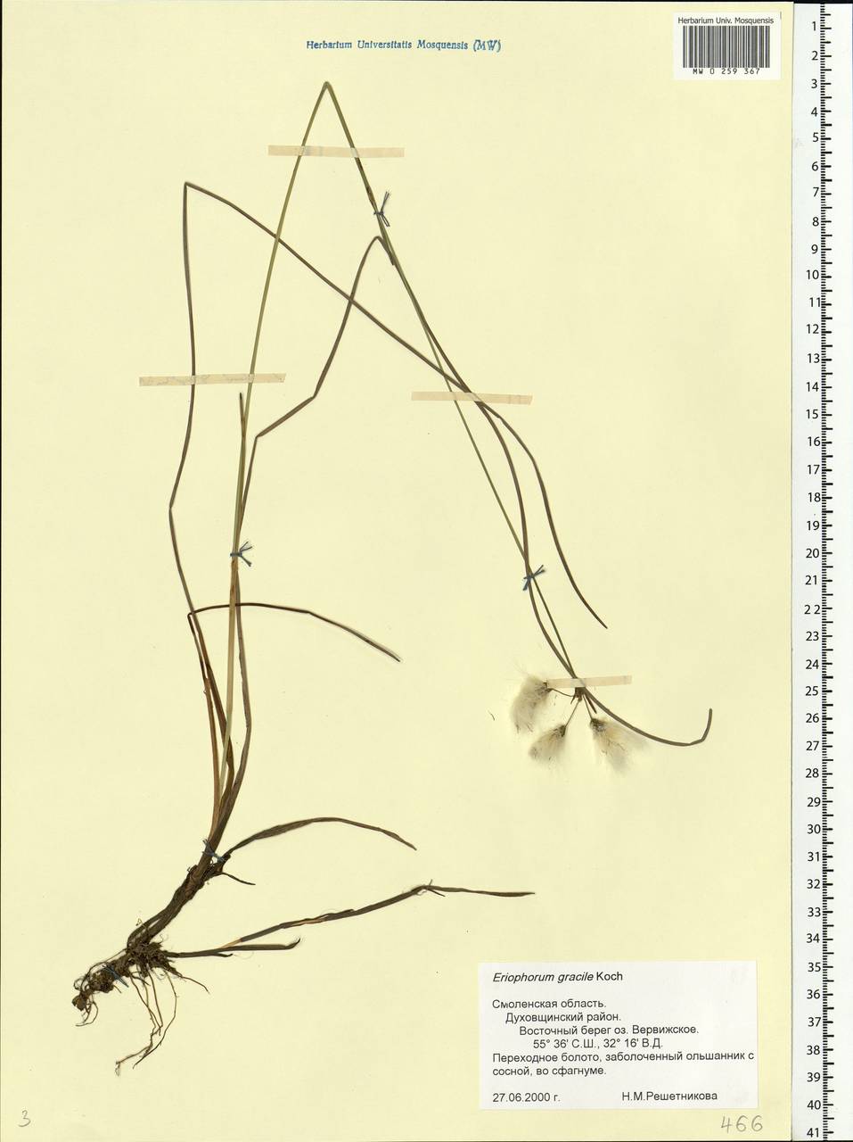 Eriophorum gracile Koch, Eastern Europe, Western region (E3) (Russia)