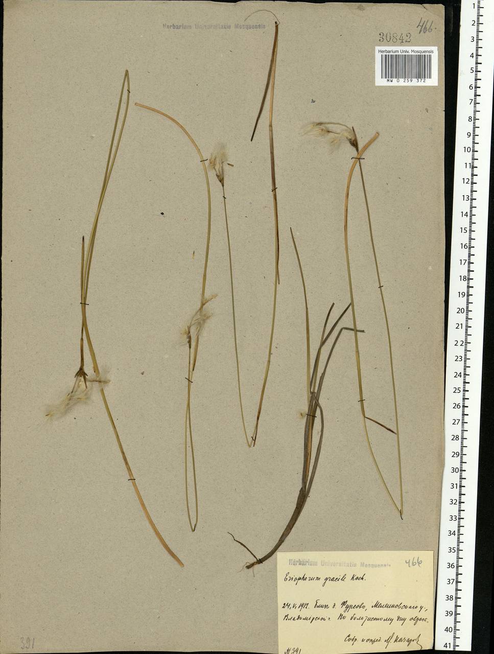 Eriophorum gracile Koch, Eastern Europe, Central region (E4) (Russia)