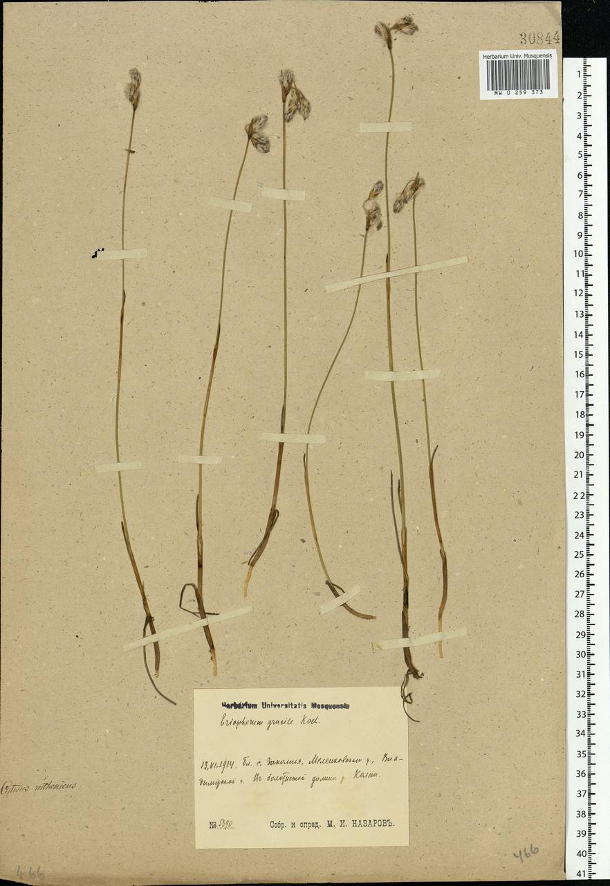 Eriophorum gracile Koch, Eastern Europe, Central region (E4) (Russia)