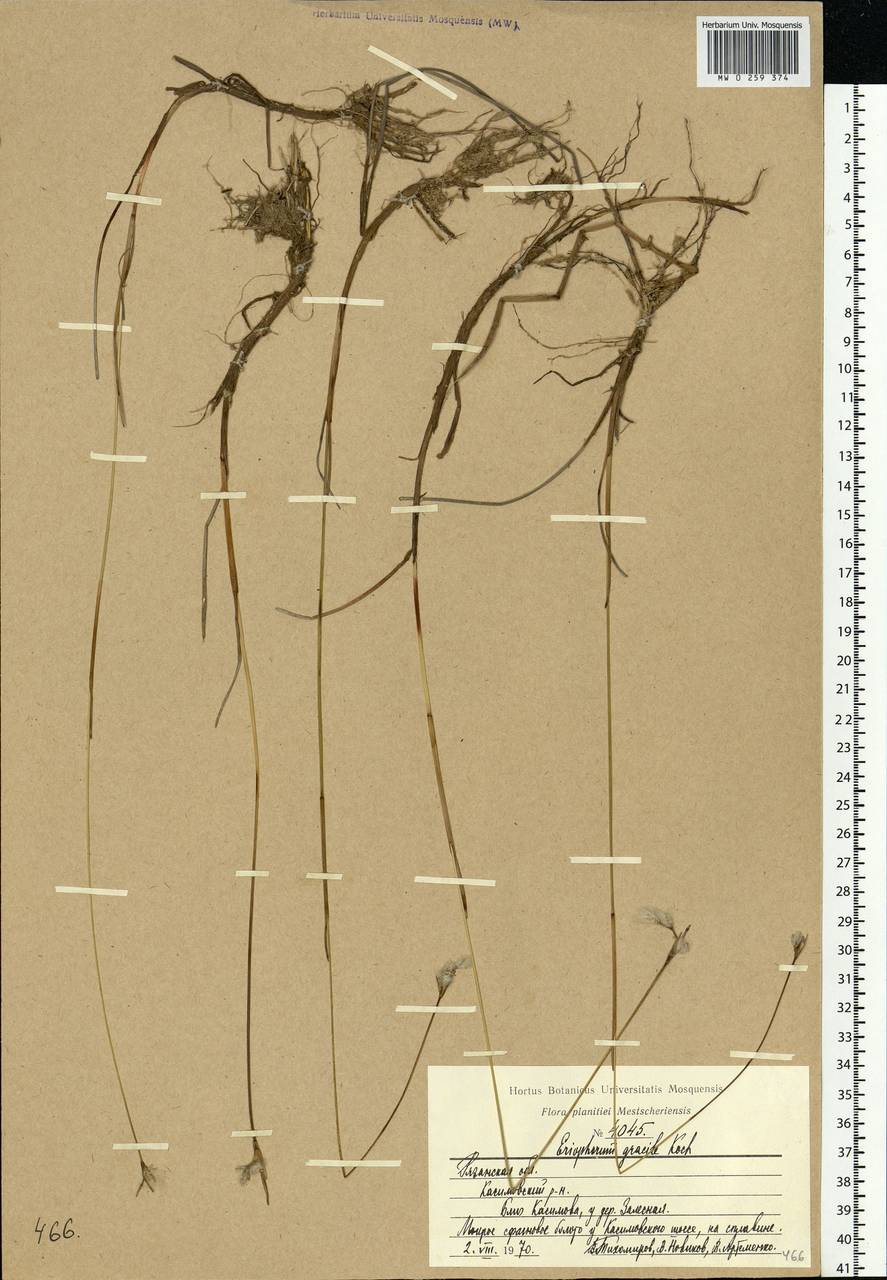 Eriophorum gracile Koch, Eastern Europe, Central region (E4) (Russia)
