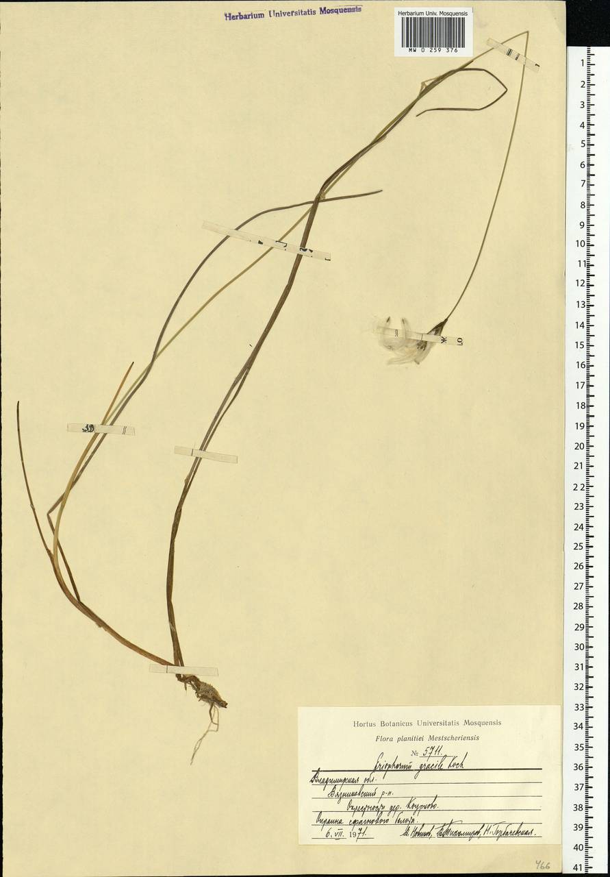 Eriophorum gracile Koch, Eastern Europe, Central region (E4) (Russia)