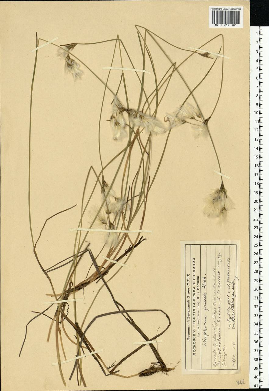 Eriophorum gracile W.D.J.Koch, Eastern Europe, Moscow region (E4a) (Russia)