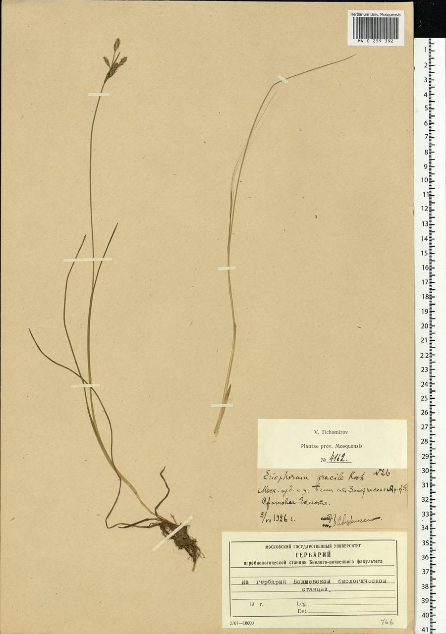 Eriophorum gracile W.D.J.Koch, Eastern Europe, Moscow region (E4a) (Russia)