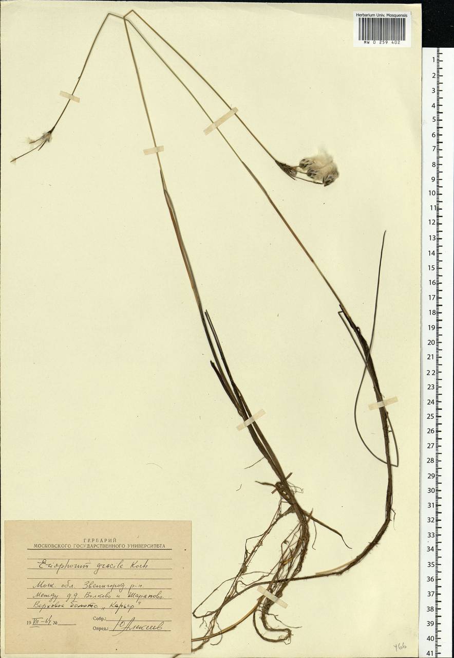 Eriophorum gracile Koch, Eastern Europe, Moscow region (E4a) (Russia)