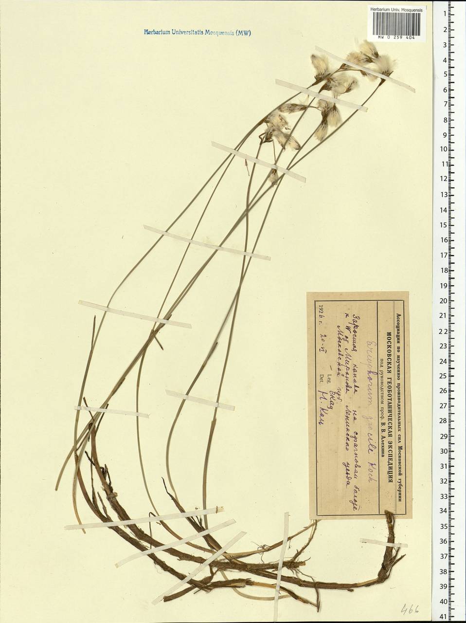 Eriophorum gracile W.D.J.Koch, Eastern Europe, Moscow region (E4a) (Russia)