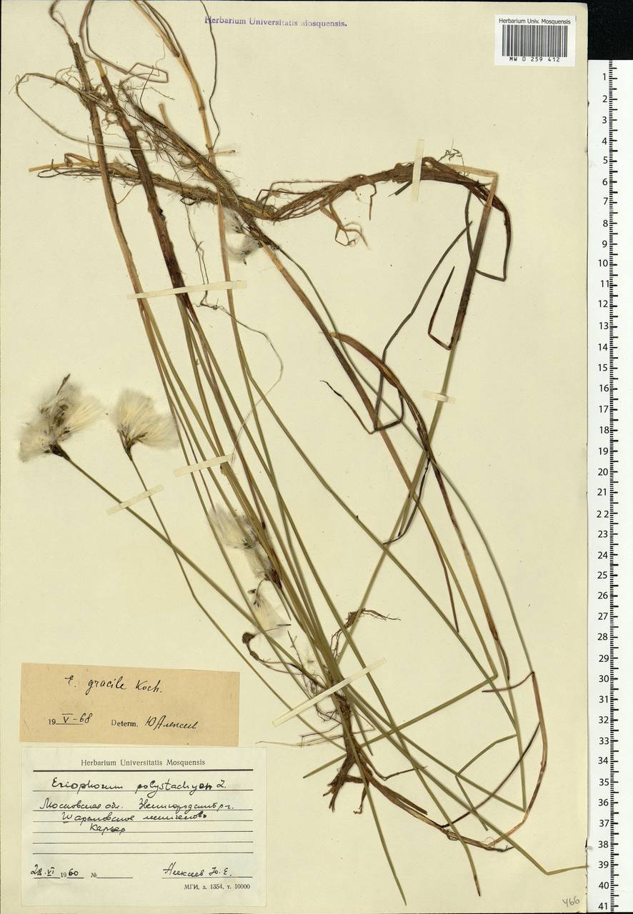 Eriophorum gracile Koch, Eastern Europe, Moscow region (E4a) (Russia)