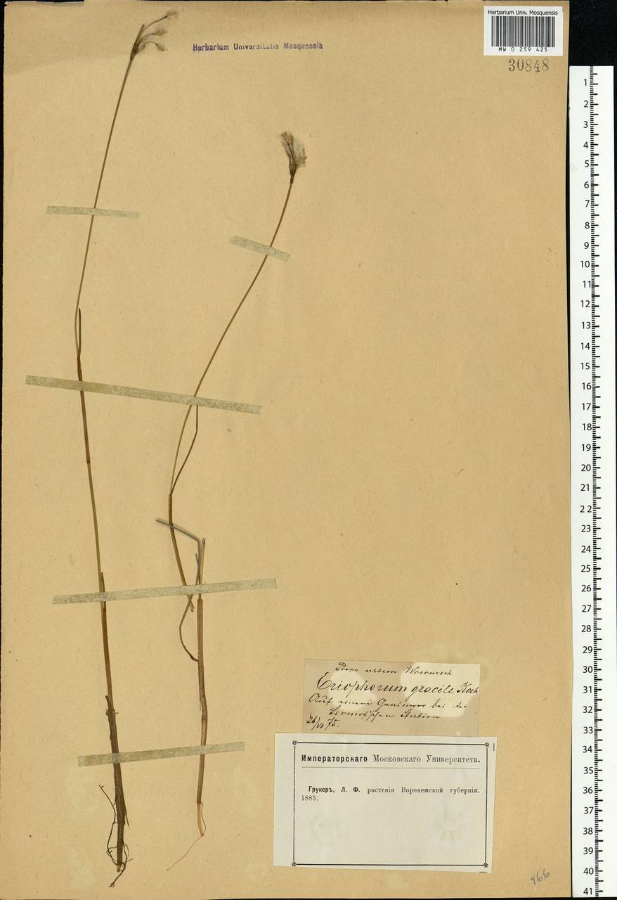 Eriophorum gracile W.D.J.Koch, Eastern Europe, Central forest-and-steppe region (E6) (Russia)