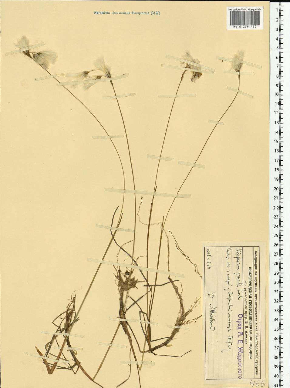 Eriophorum gracile W.D.J.Koch, Eastern Europe, Volga-Kama region (E7) (Russia)