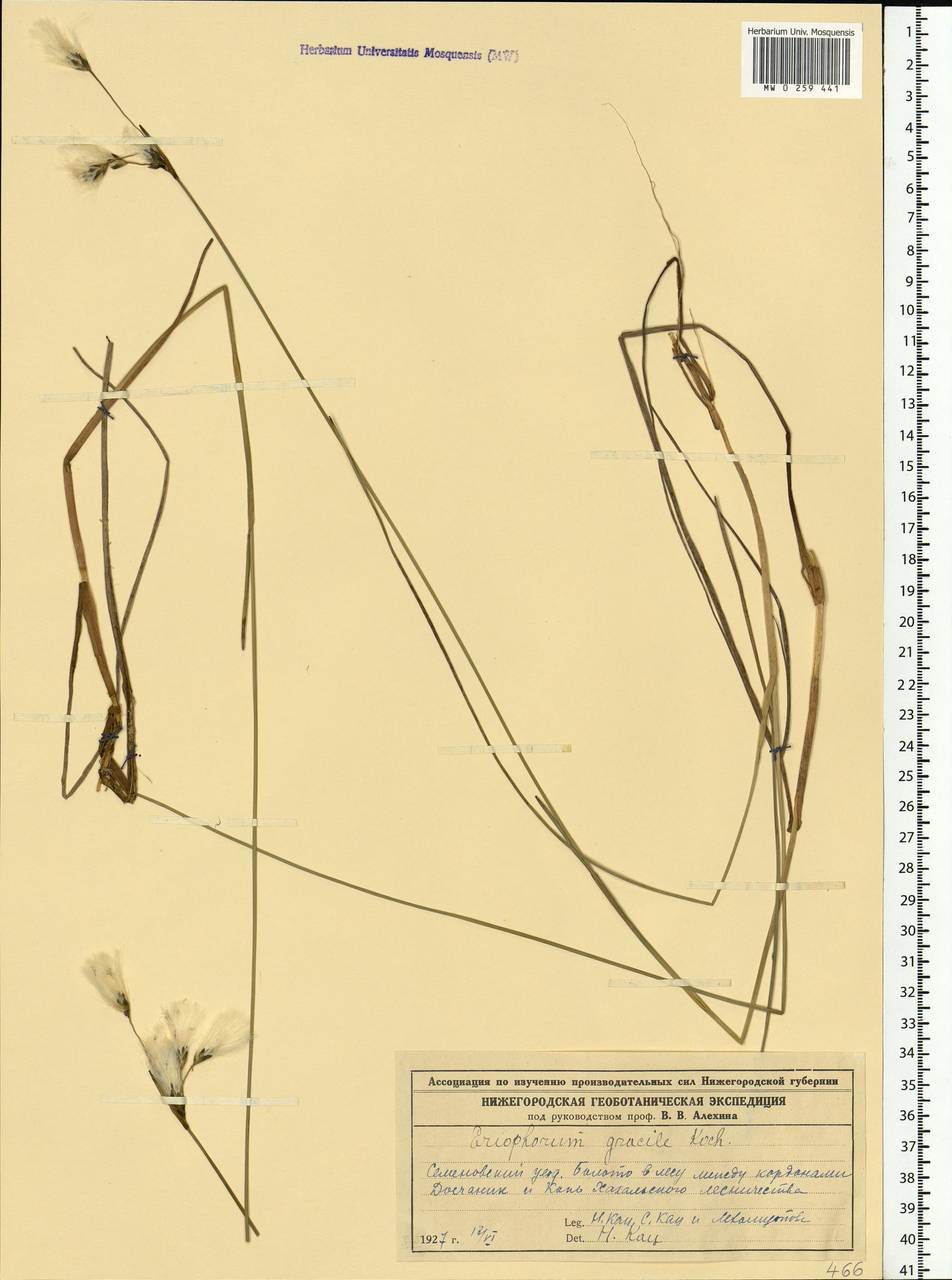 Eriophorum gracile W.D.J.Koch, Eastern Europe, Volga-Kama region (E7) (Russia)