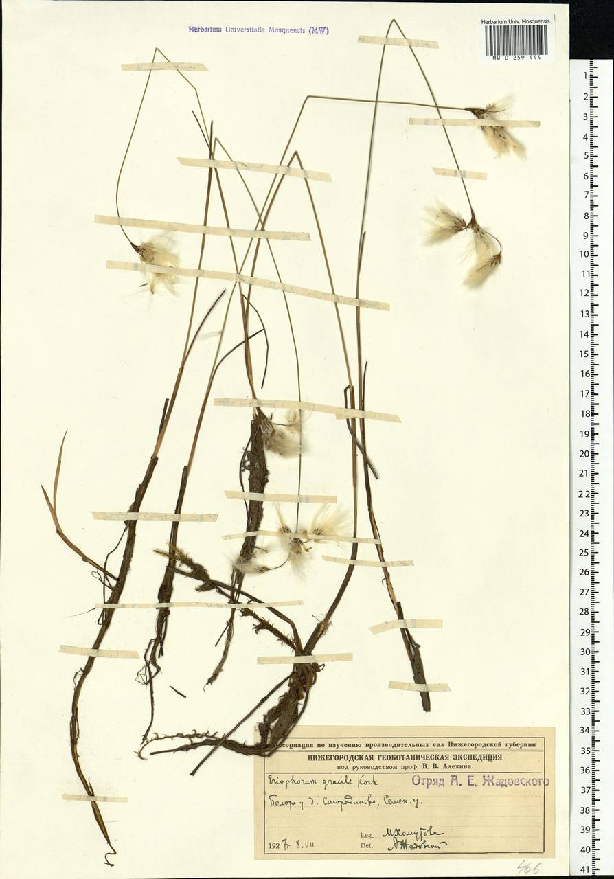 Eriophorum gracile W.D.J.Koch, Eastern Europe, Volga-Kama region (E7) (Russia)