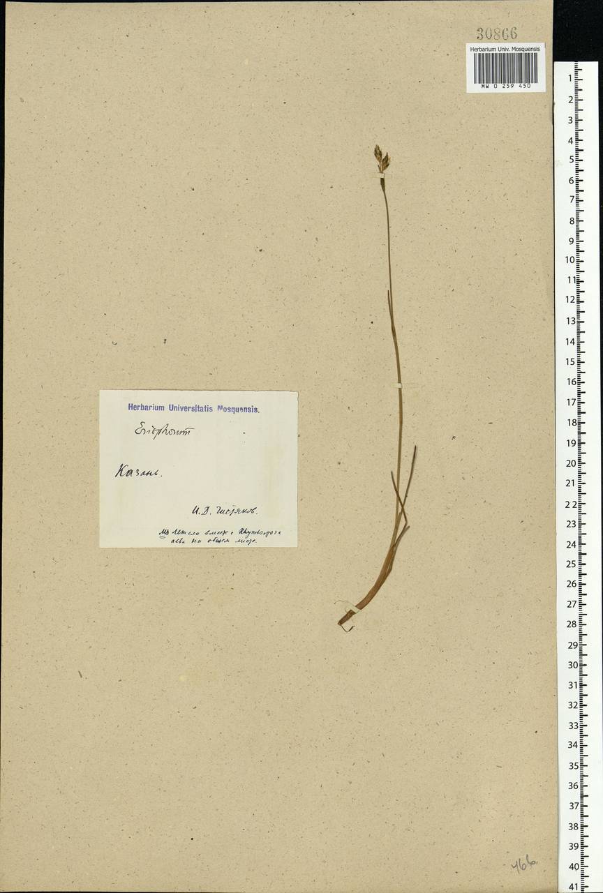Eriophorum gracile W.D.J.Koch, Eastern Europe, Middle Volga region (E8) (Russia)