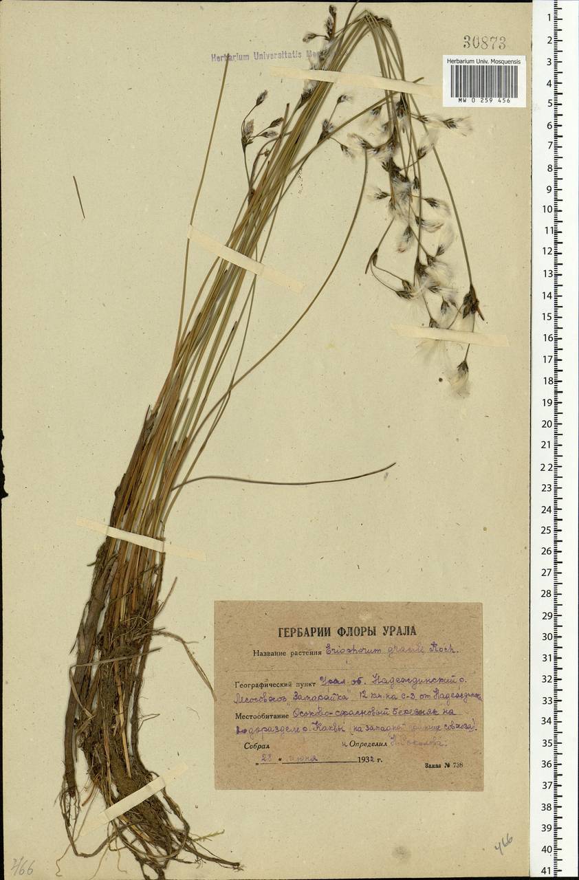 Eriophorum gracile Koch, Eastern Europe, Eastern region (E10) (Russia)