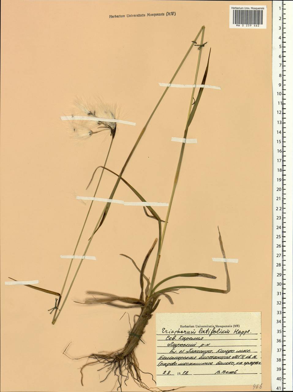 Eriophorum latifolium Hoppe, Eastern Europe, Northern region (E1) (Russia)