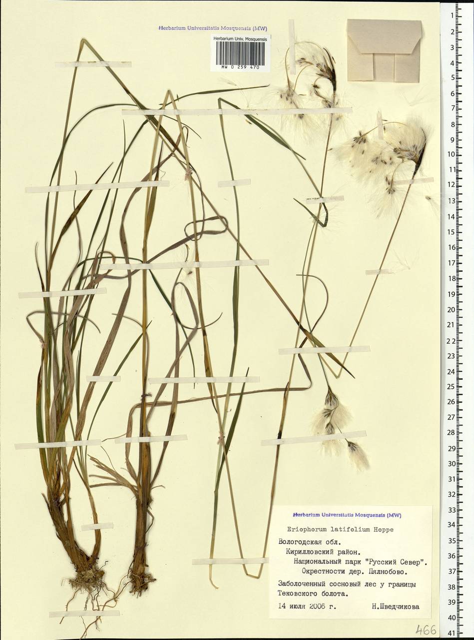 Eriophorum latifolium Hoppe, Eastern Europe, Northern region (E1) (Russia)