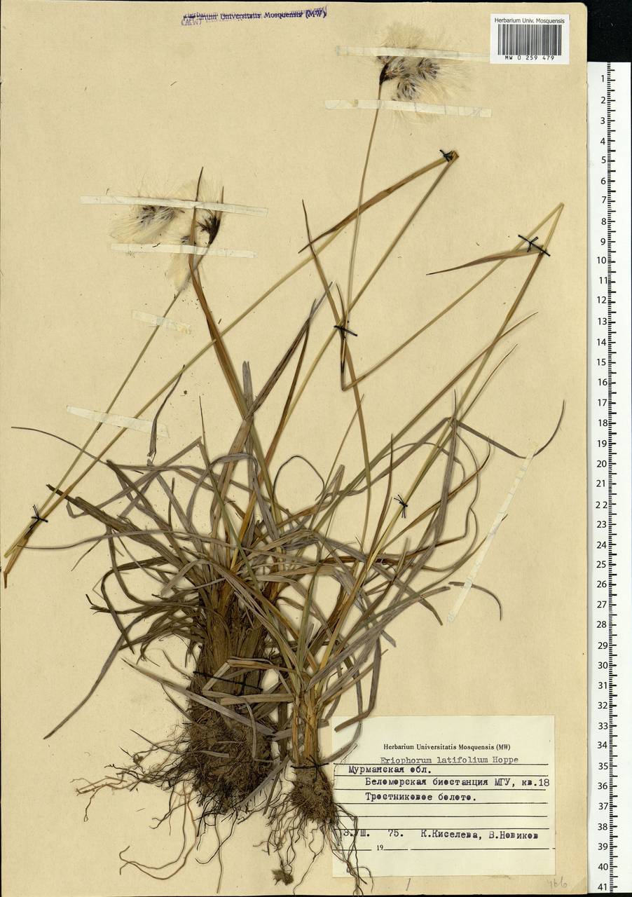 Eriophorum latifolium Hoppe, Eastern Europe, Northern region (E1) (Russia)