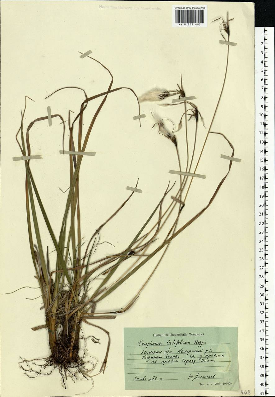 Eriophorum latifolium Hoppe, Eastern Europe, North-Western region (E2) (Russia)